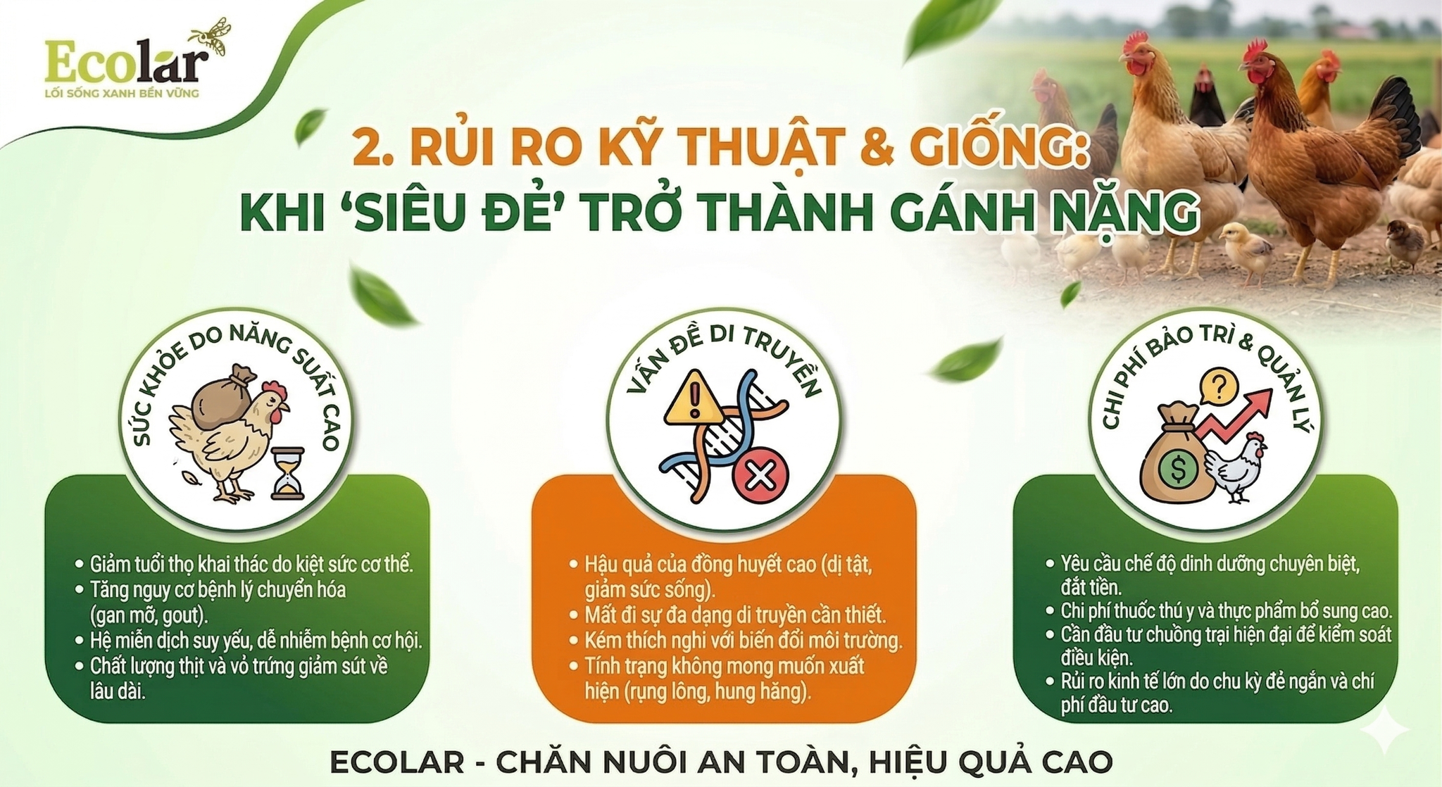 Rủi Ro Kỹ Thuật & Giống: Khi 'Siêu Đẻ' Trở Thành Gánh Nặng