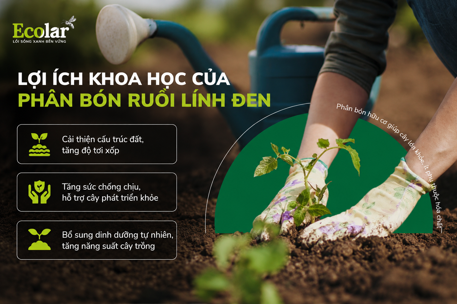 Lợi ích khoa học của phân bón ruồi lính đen