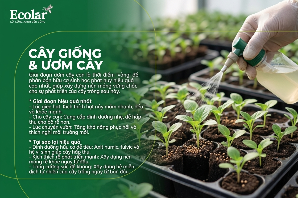 Cây giống & ươm cây: Khi nào phân bón hữu cơ sinh học hiệu quả nhất