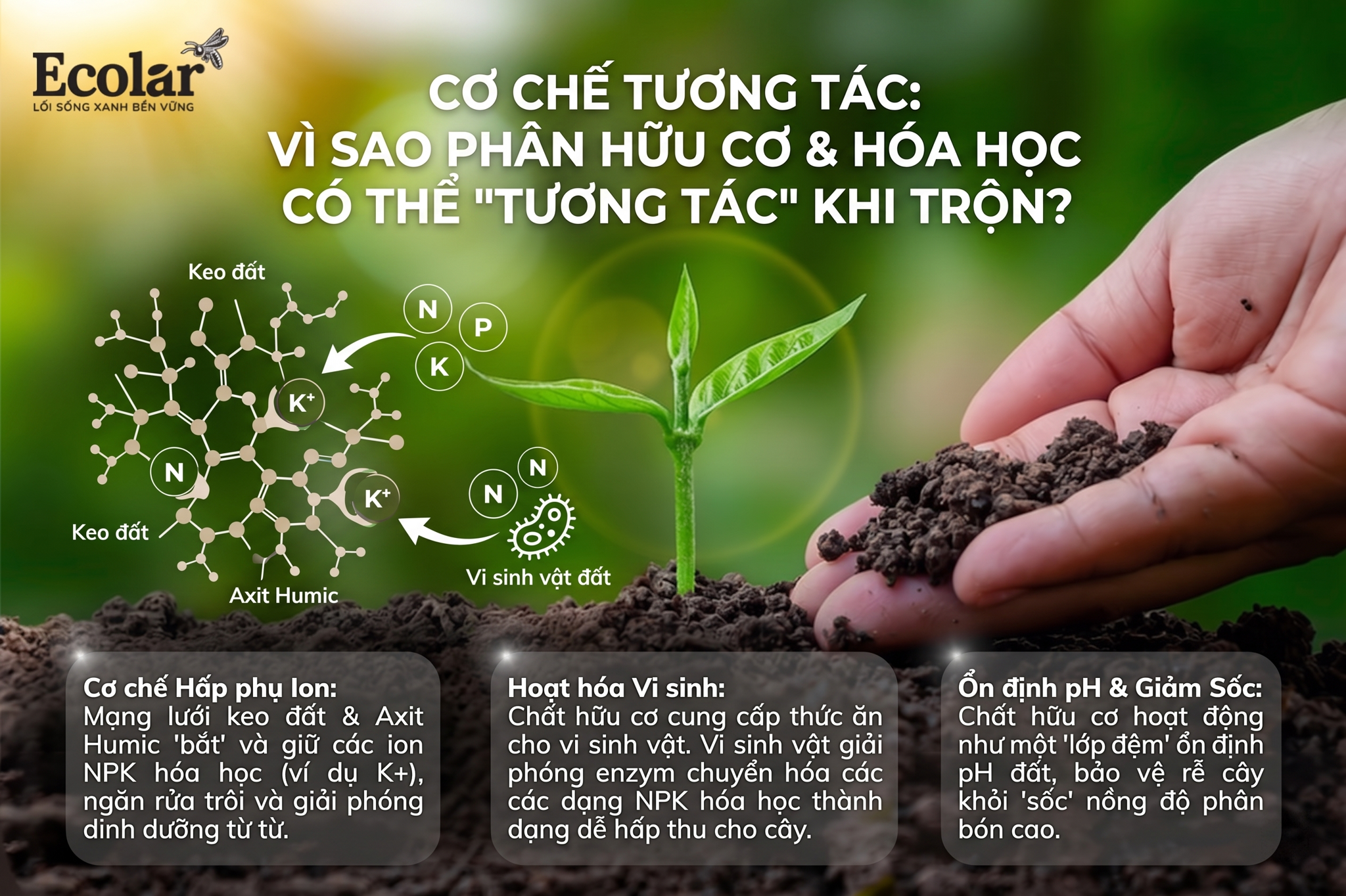 Cơ chế tương tác: Vì sao phân hữu cơ và phân hóa học có thể 'tương tác' khi trộn?