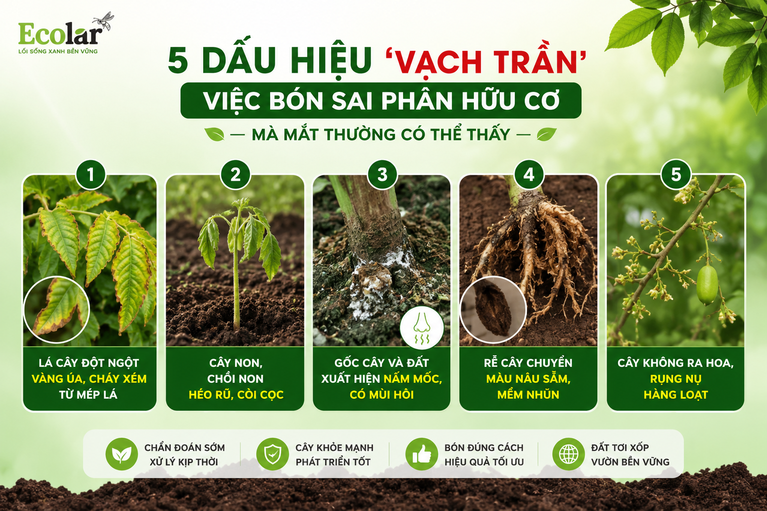5 Dấu Hiệu 'Vạch Trần' Việc Bón Sai Phân Hữu Cơ Mà Mắt Thường Có Thể Thấy