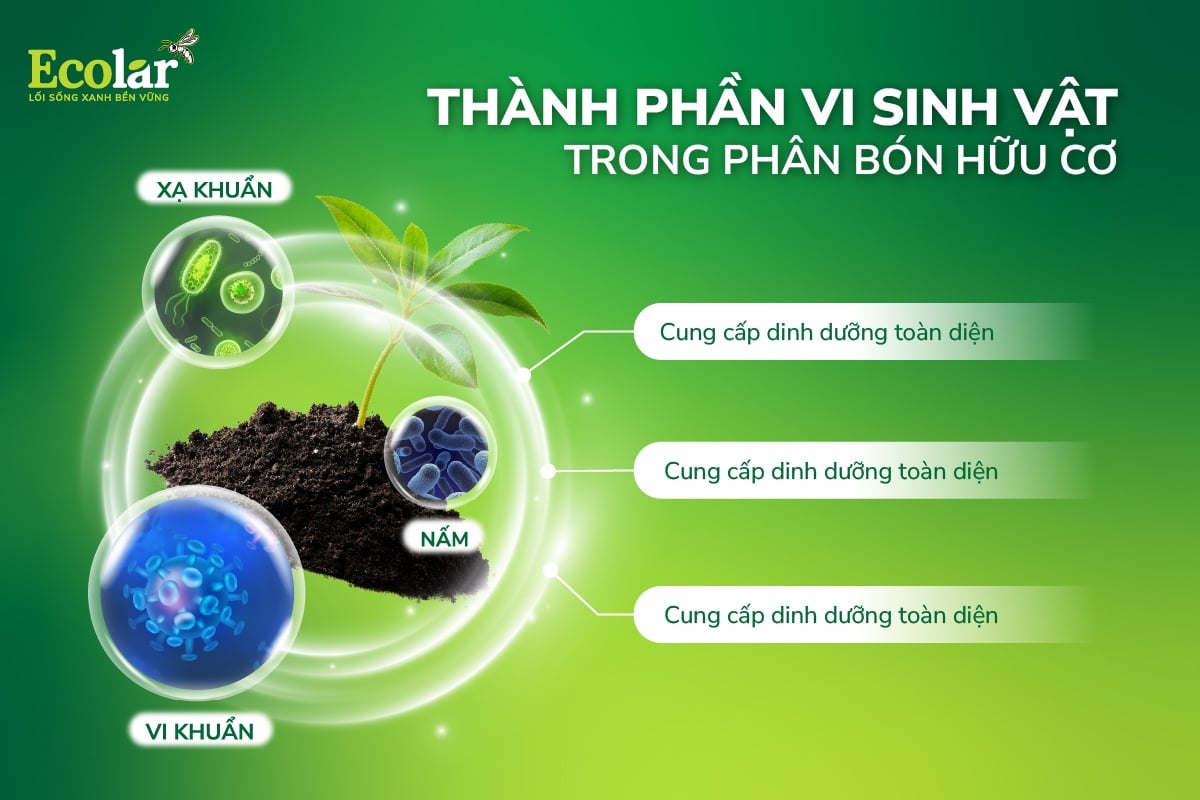 han-vi-sinh-vat-trong-phan-bon-huu-co_1215a34d6d234142963e93f546e3f082.jpg