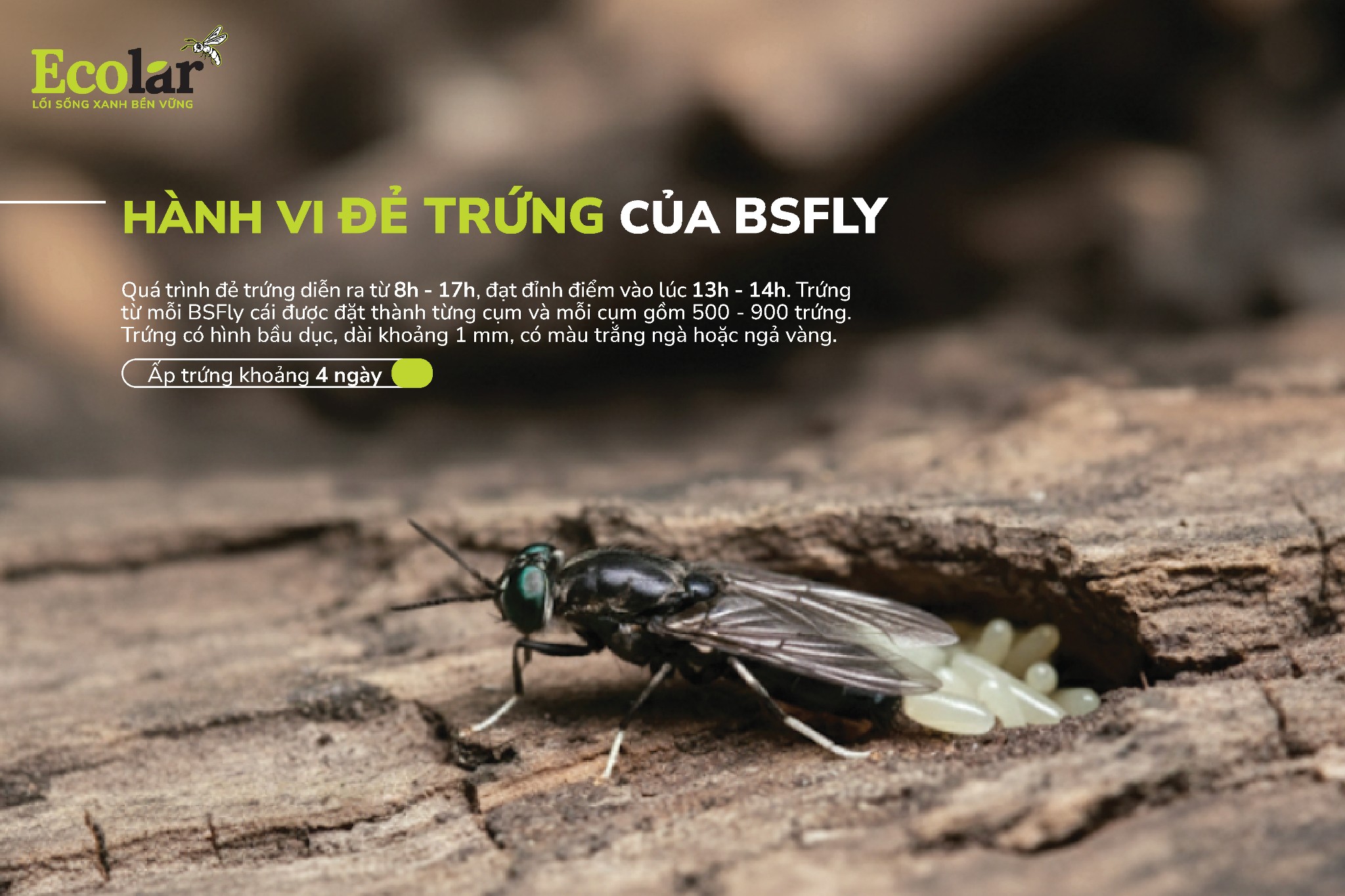 hanh-vi-de-trung-cua-bsfly-01