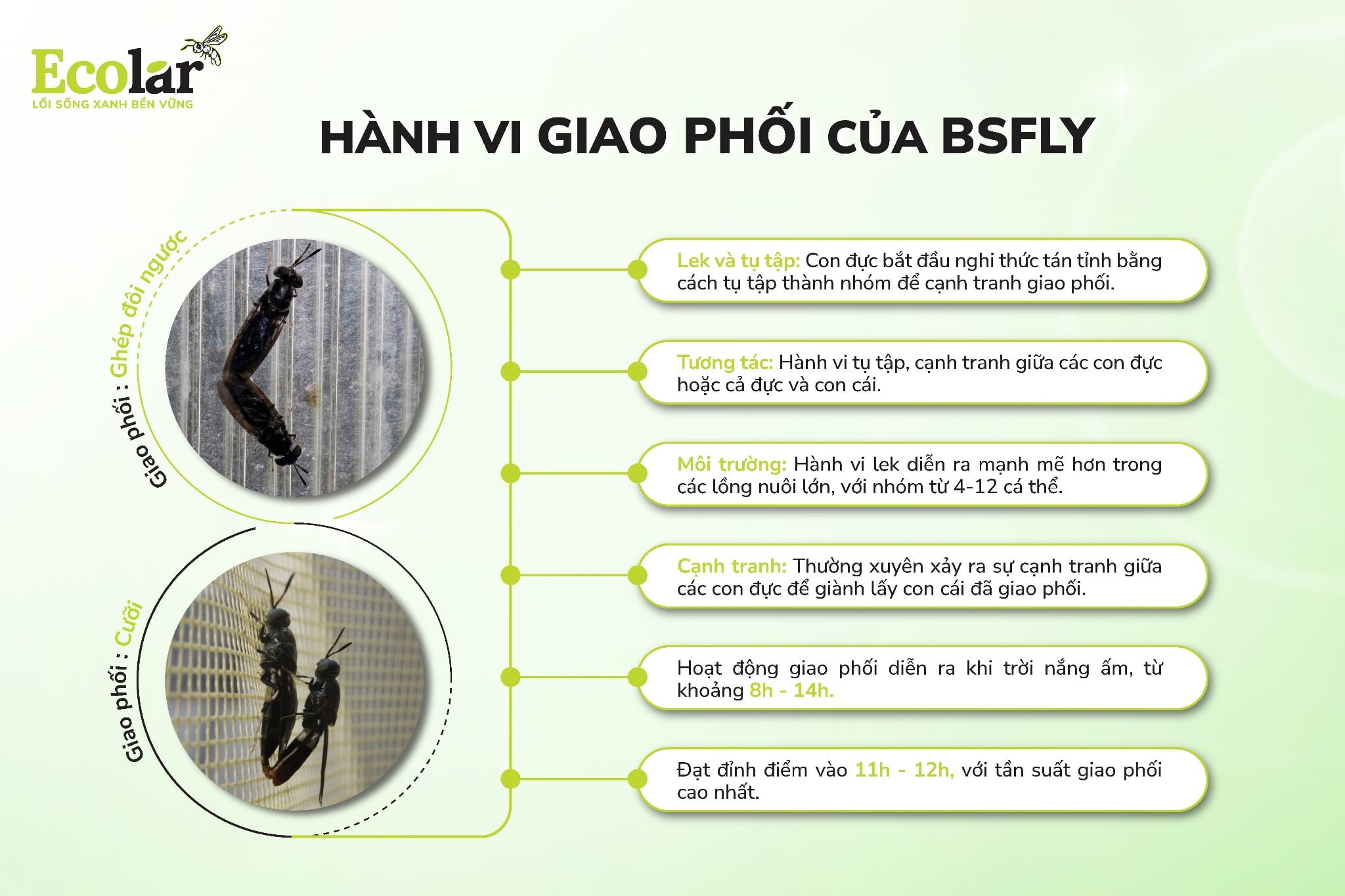 hanh-vi-giao-phoi-cua-bsfly-01