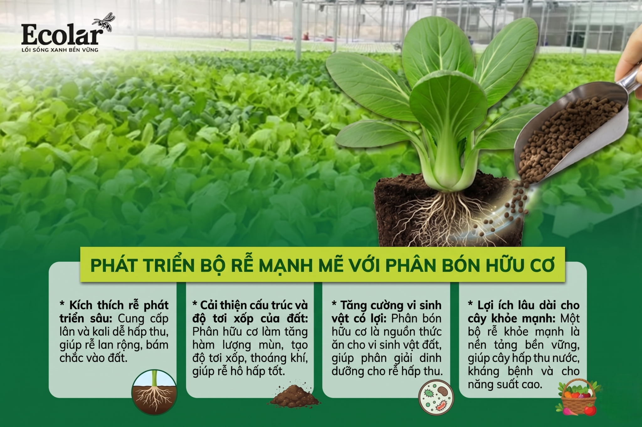Tăng cường phát triển bộ rễ – nền tảng của cây khỏe