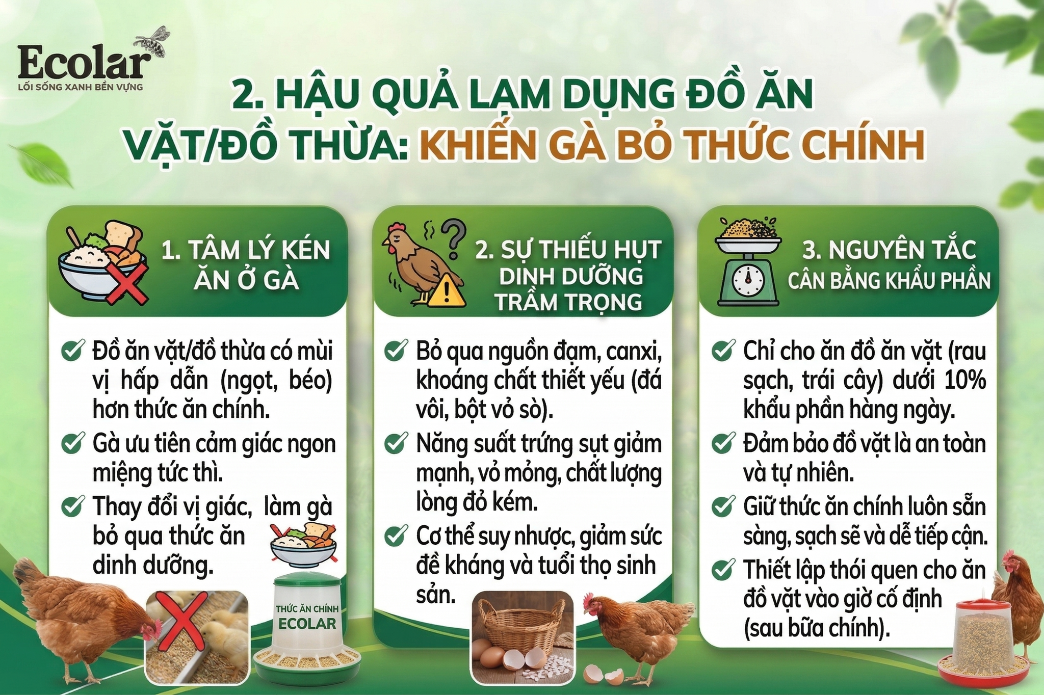 Lạm dụng đồ ăn vặt/đồ thừa khiến gà bỏ ăn thức chính