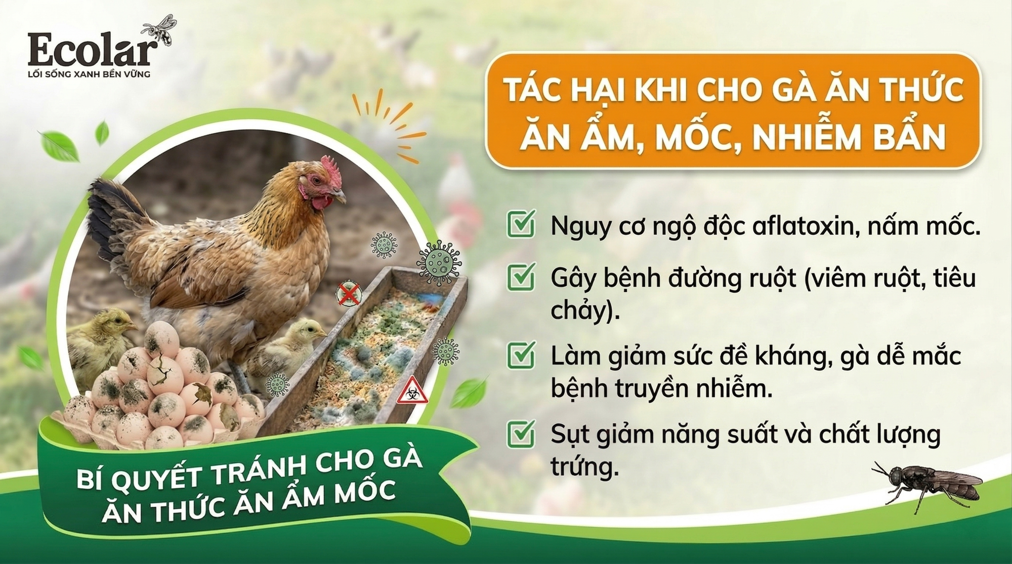 Cho gà ăn thức ăn ẩm, mốc hoặc bị nhiễm bẩn