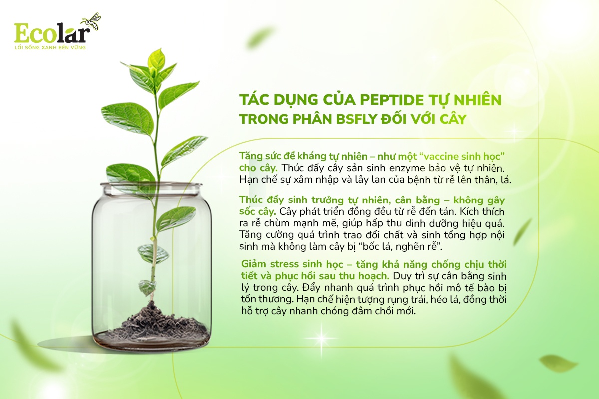 Tác dụng của peptide tự nhiên trong phân BSF đối với cây trồng