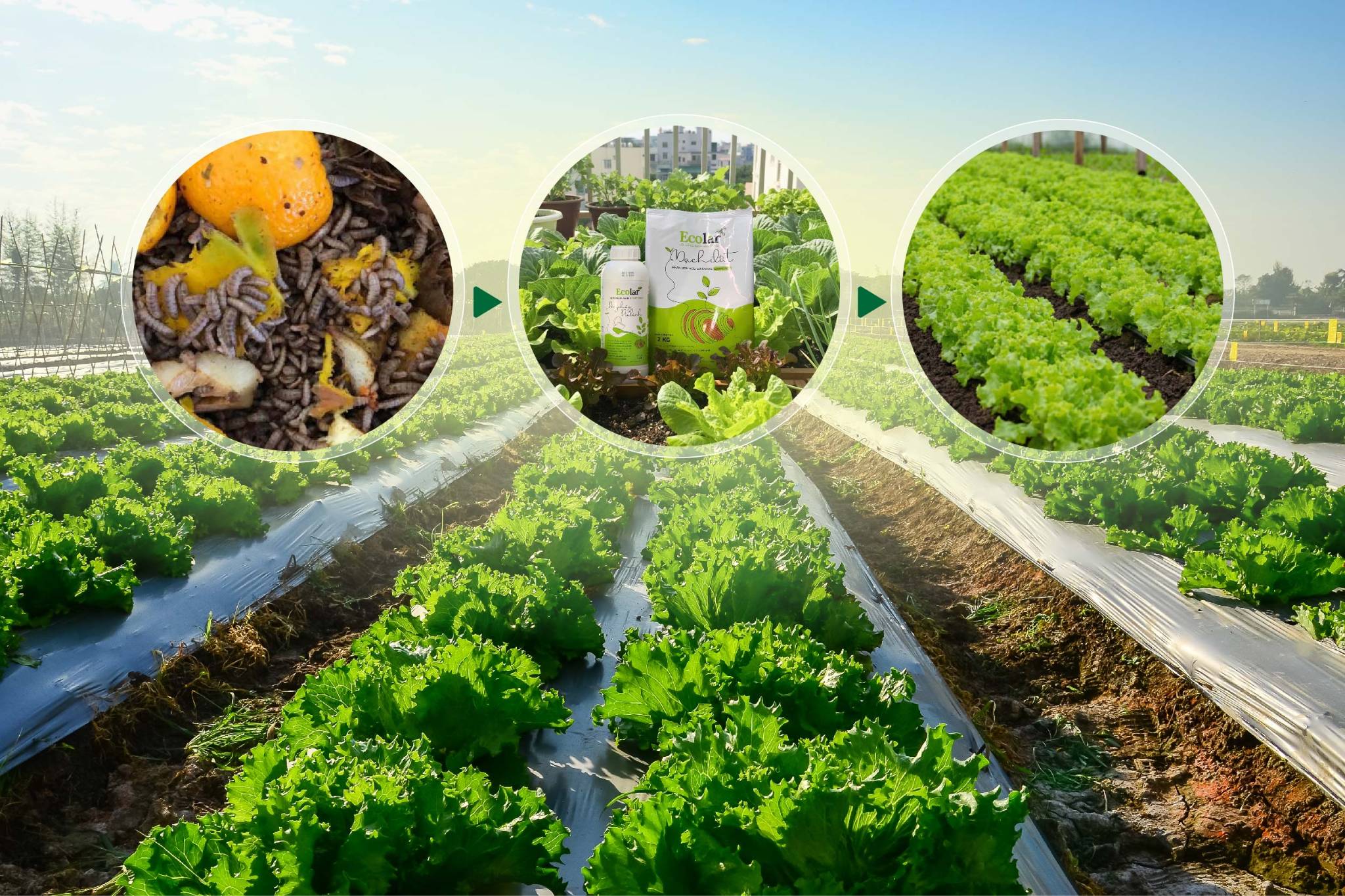 Sản phẩm đầu ra – phân bón hữu cơ từ frass hoặc protein từ ấu trùng