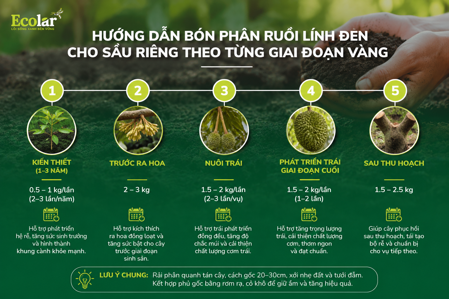 Hướng Dẫn Bón Phân Ruồi Lính Đen Cho Sầu Riêng Theo Từng Giai Đoạn Vàng