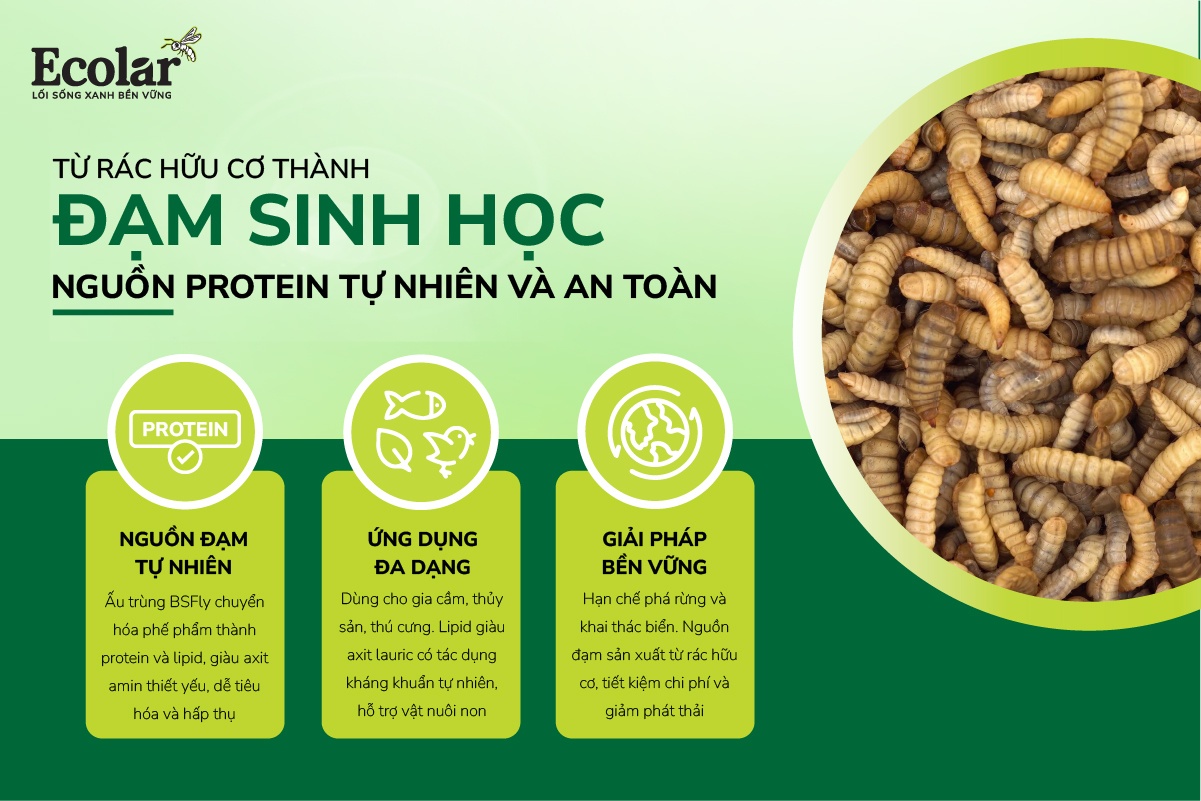 Từ rác hữu cơ thành đạm sinh học – Nguồn protein tự nhiên và an toàn