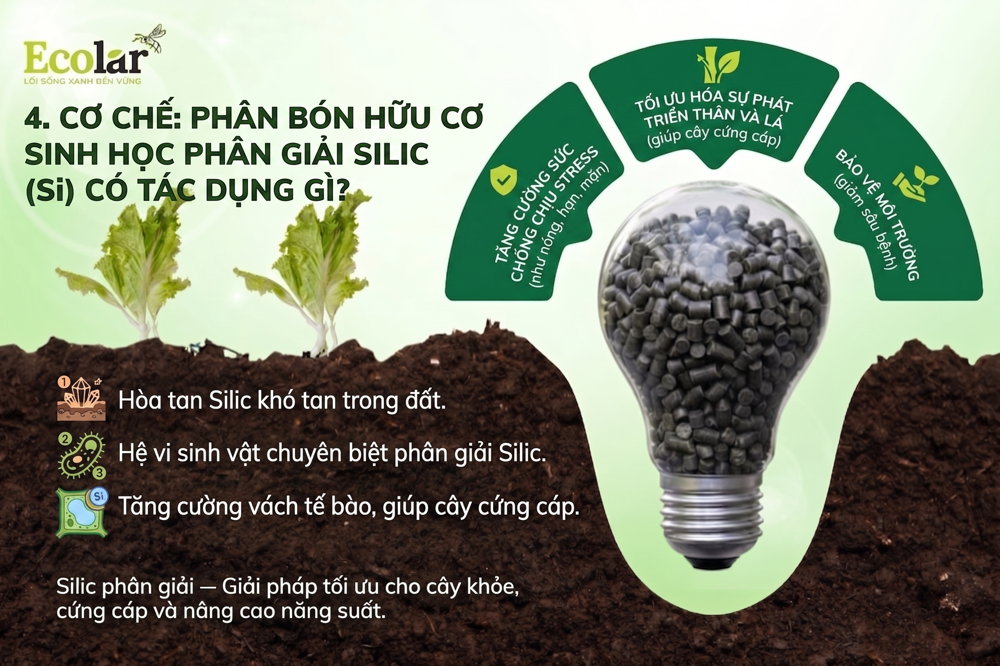 hoc-phan-giai-silic-si-co-tac-dung-gi_0cd6add611f147c186df2e09b219b7ae.png