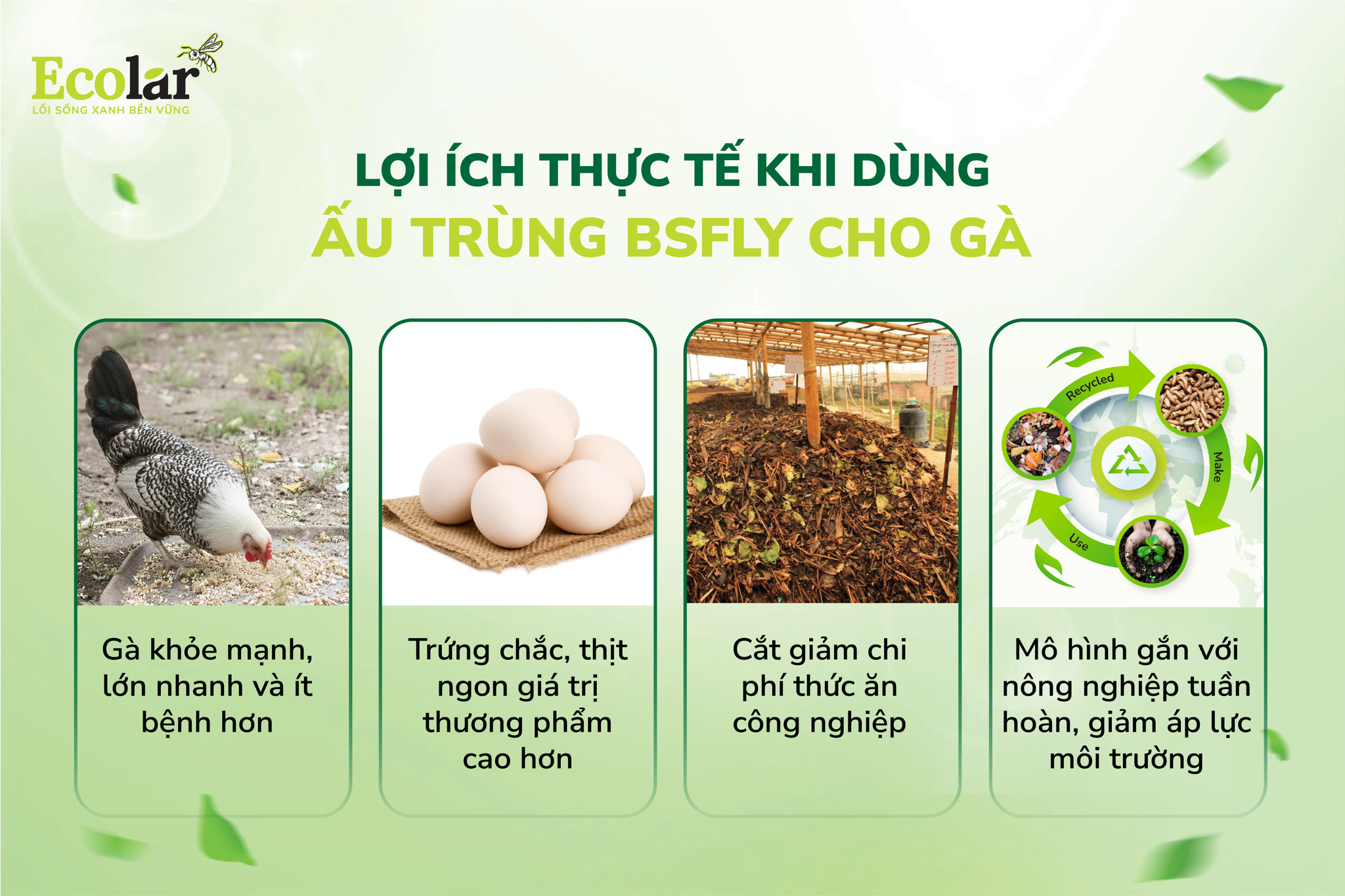 lợi ích dinh dưỡng đối với gà