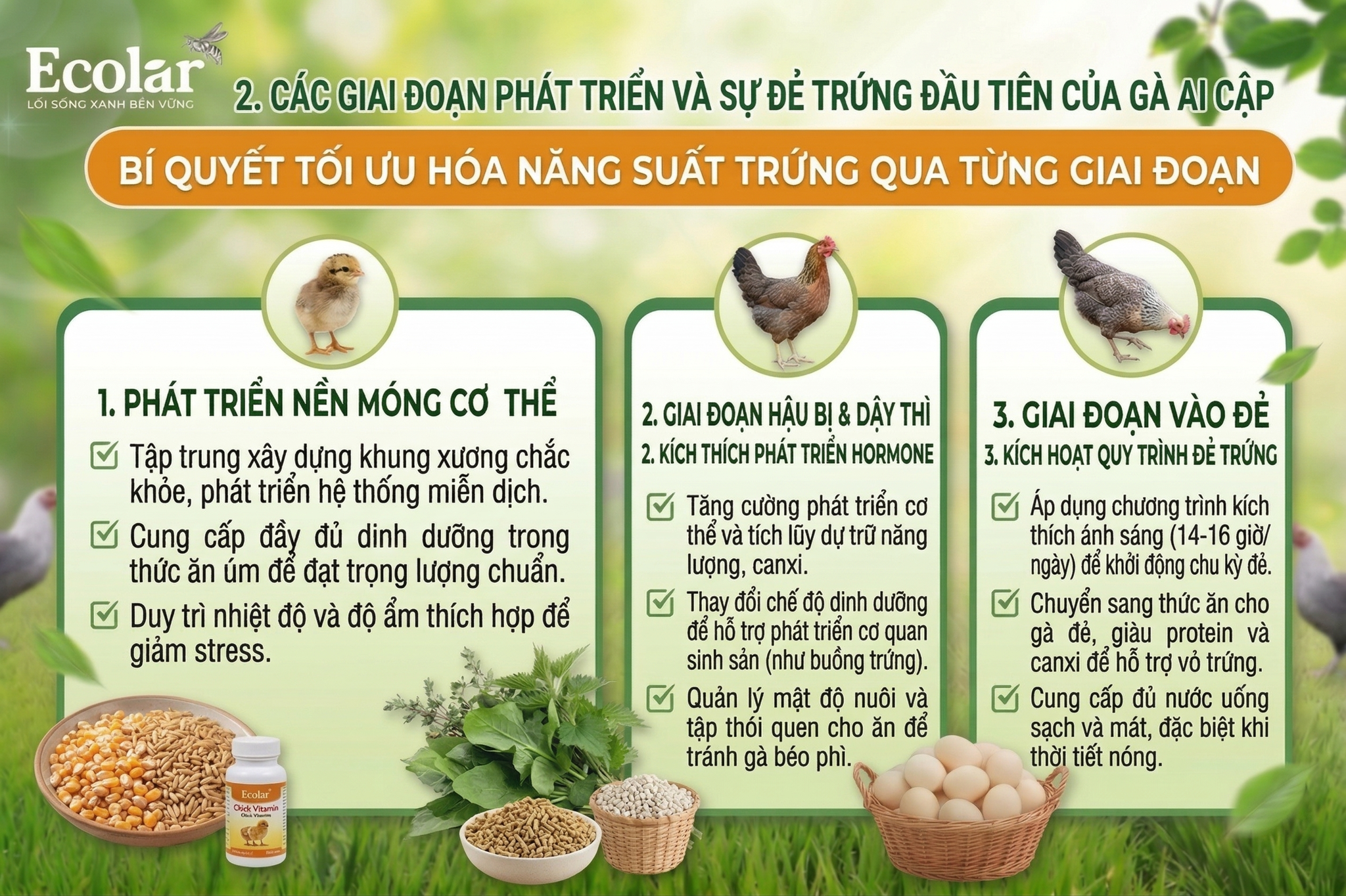 Các Giai Đoạn Phát Triển Ảnh Hưởng Đến Thời Gian Đẻ Trứng Đầu Tiên