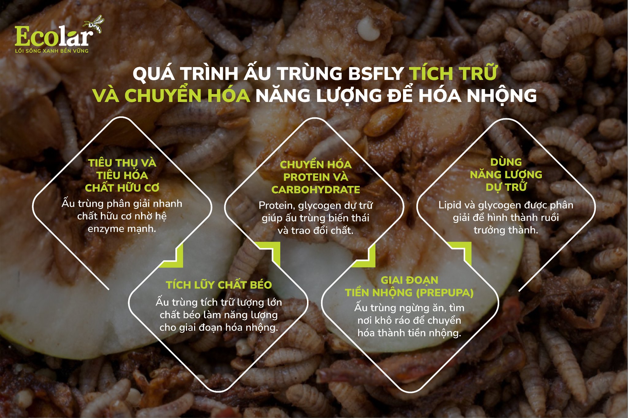 quá trình ấu trùng tích trữ năng lượng