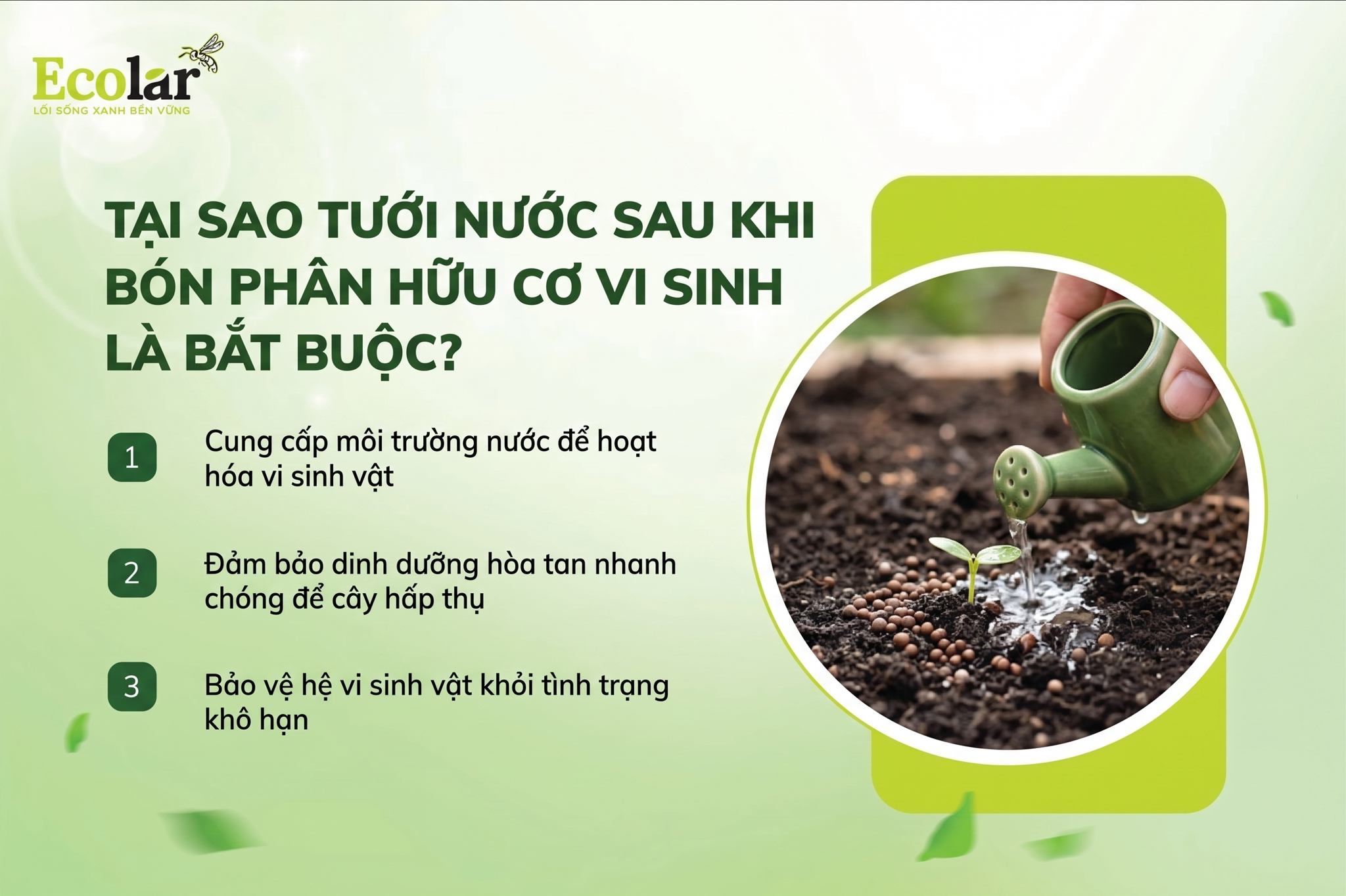 CÓ, Tưới Nước Sau Khi Bón Phân Hữu Cơ Vi Sinh Là BẮT BUỘC