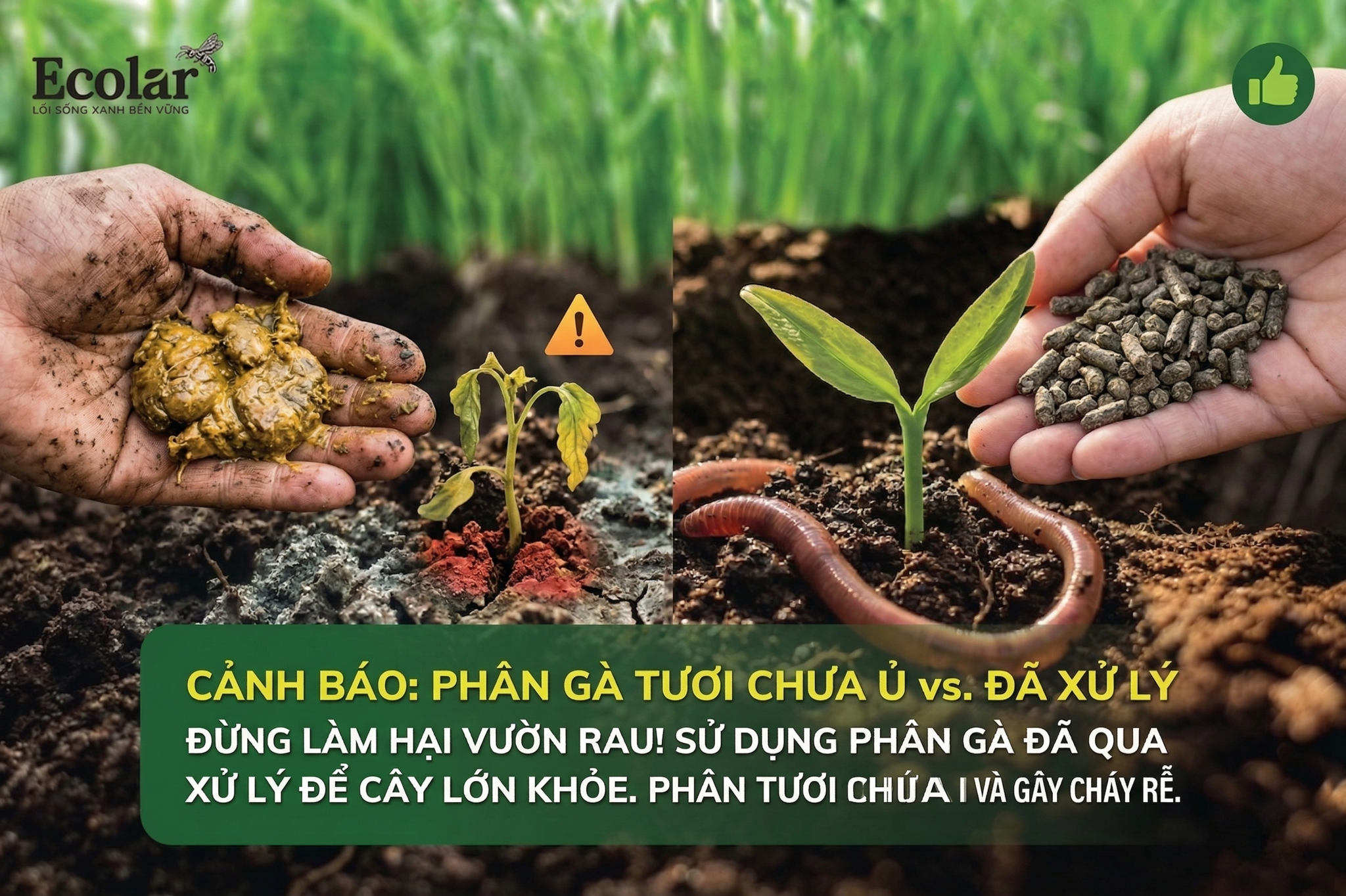 Phân Gà Tươi Chưa Ủ Hoai vs. Phân Gà Đã Qua Xử Lý