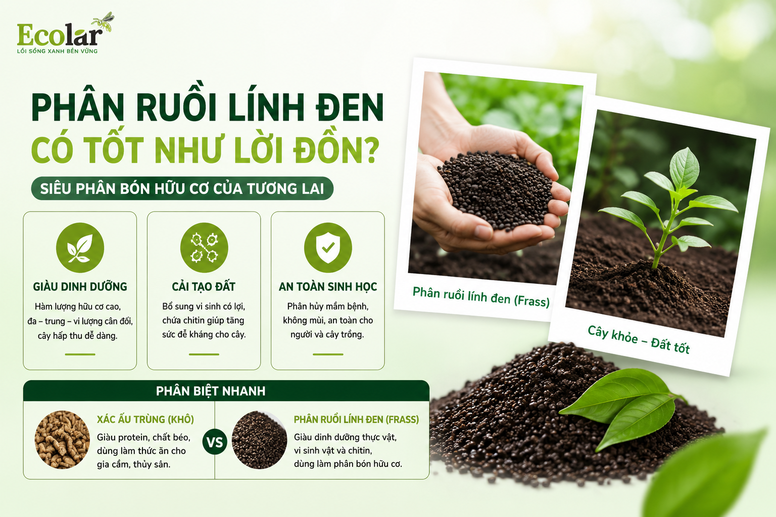 Giải Đáp Nhanh: Phân Ruồi Lính Đen Có Thực Sự Tốt Như Lời Đồn?