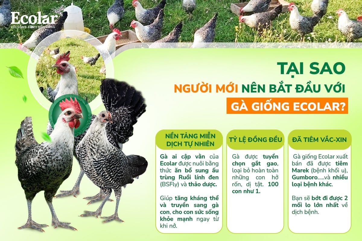 gà giống ecolar