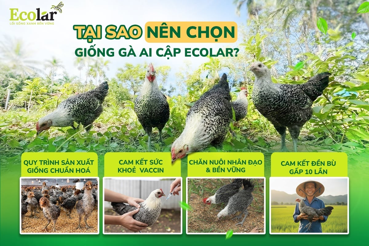 gà ai cập ecolar