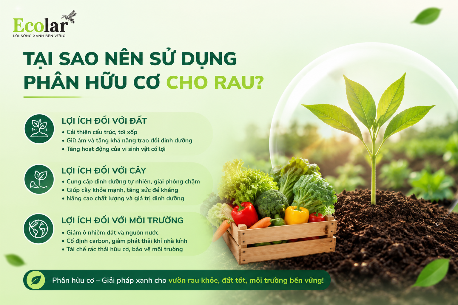Tại Sao Nên Sử Dụng Phân Hữu Cơ Cho Rau?