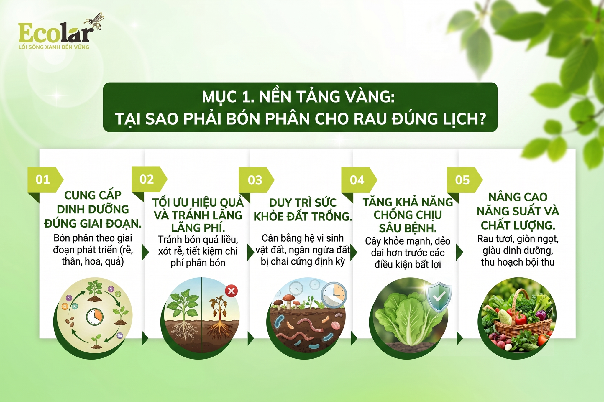 Tại Sao Phải Bón Phân Cho Rau Đúng Lịch?