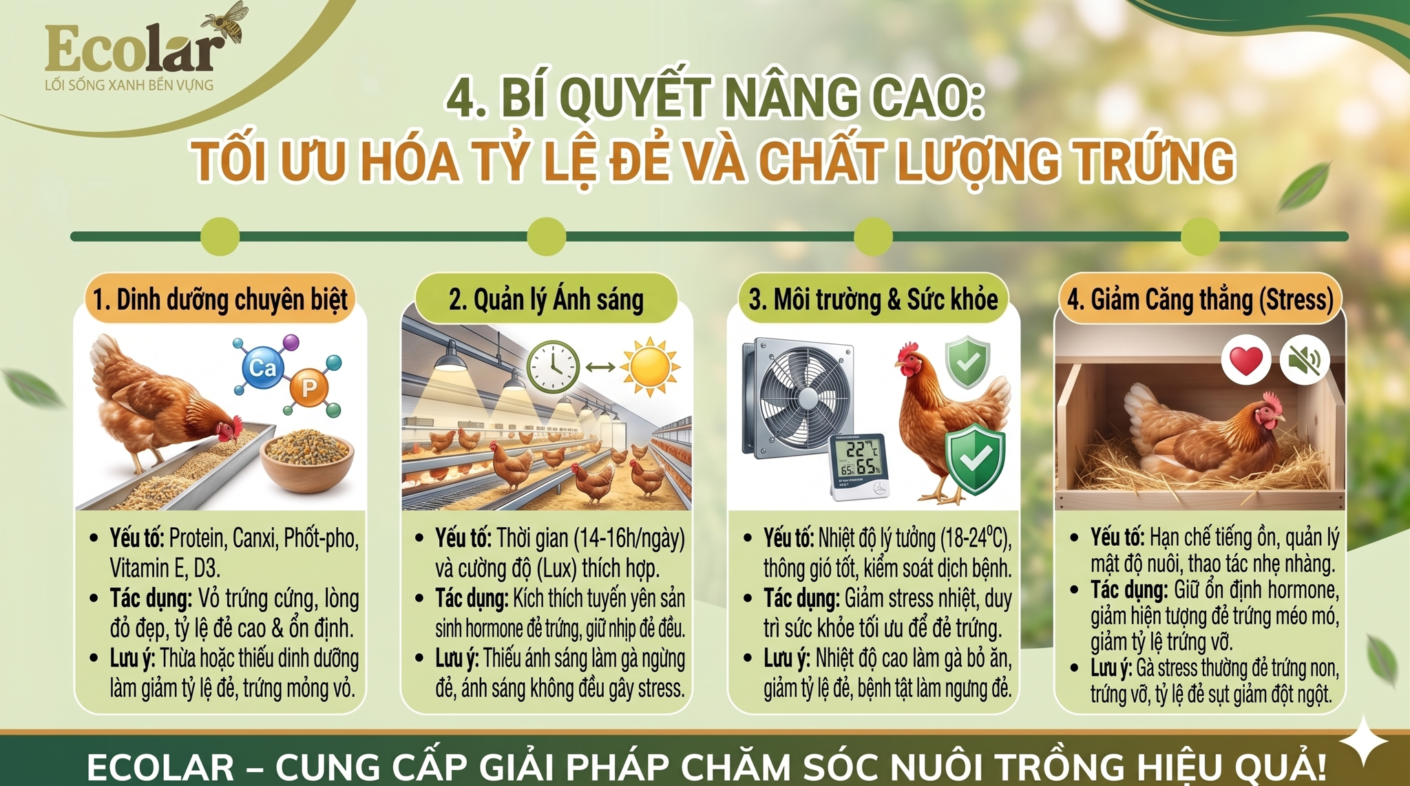 Tối Ưu Hóa Tỷ Lệ Đẻ Và Chất Lượng Trứng