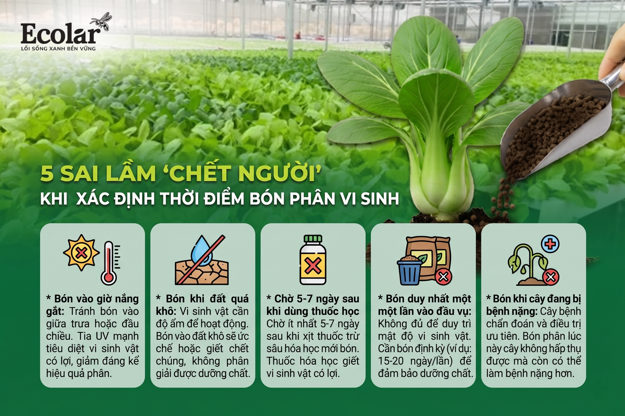 5 Sai Lầm 'Chết Người' Khi Xác Định Thời Điểm Bón Phân Vi Sinh