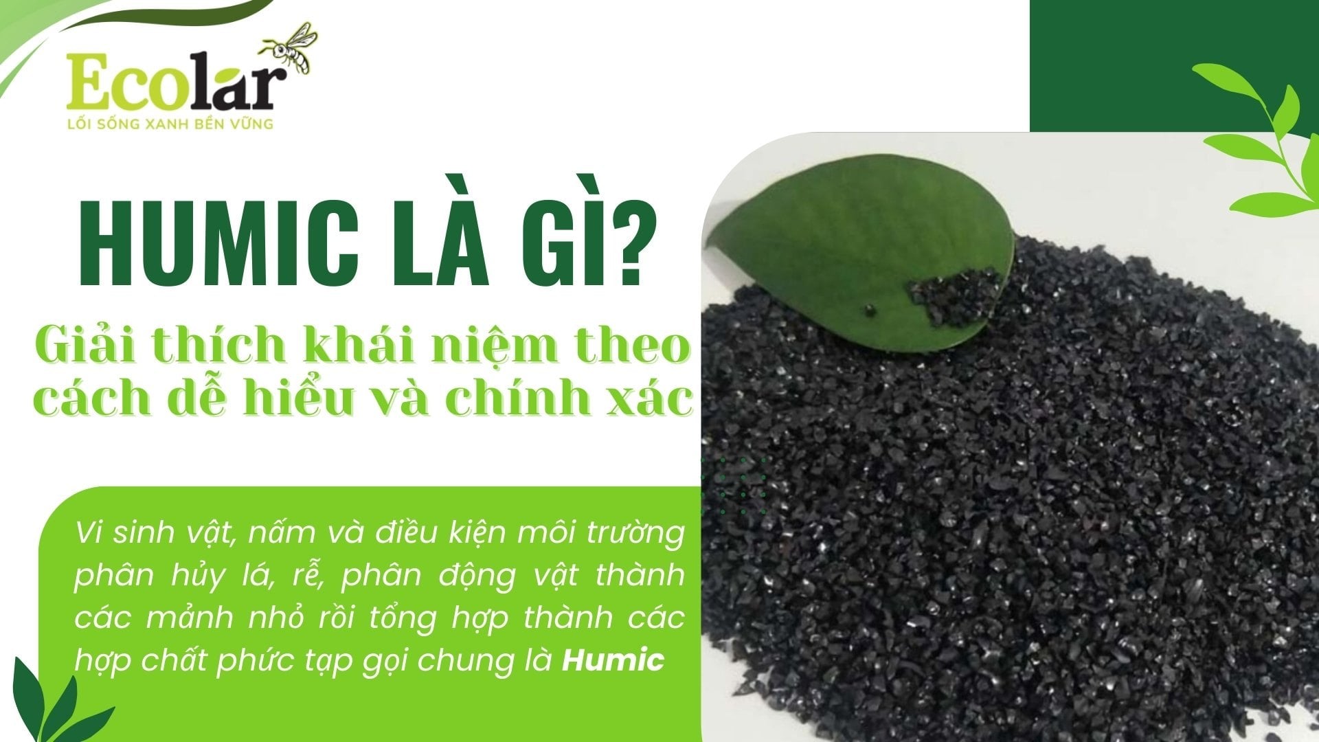 Humic là gì_ Giải thích khái niệm theo cách dễ hiểu và chính xác