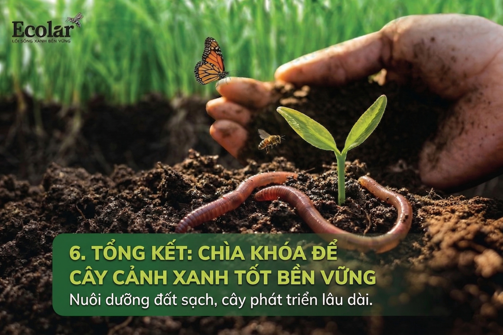 Chìa Khóa Để Cây Cảnh Xanh Tốt Bền Vững