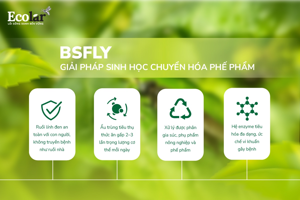 BSFly – Giải pháp sinh học chuyển hóa phế phẩm