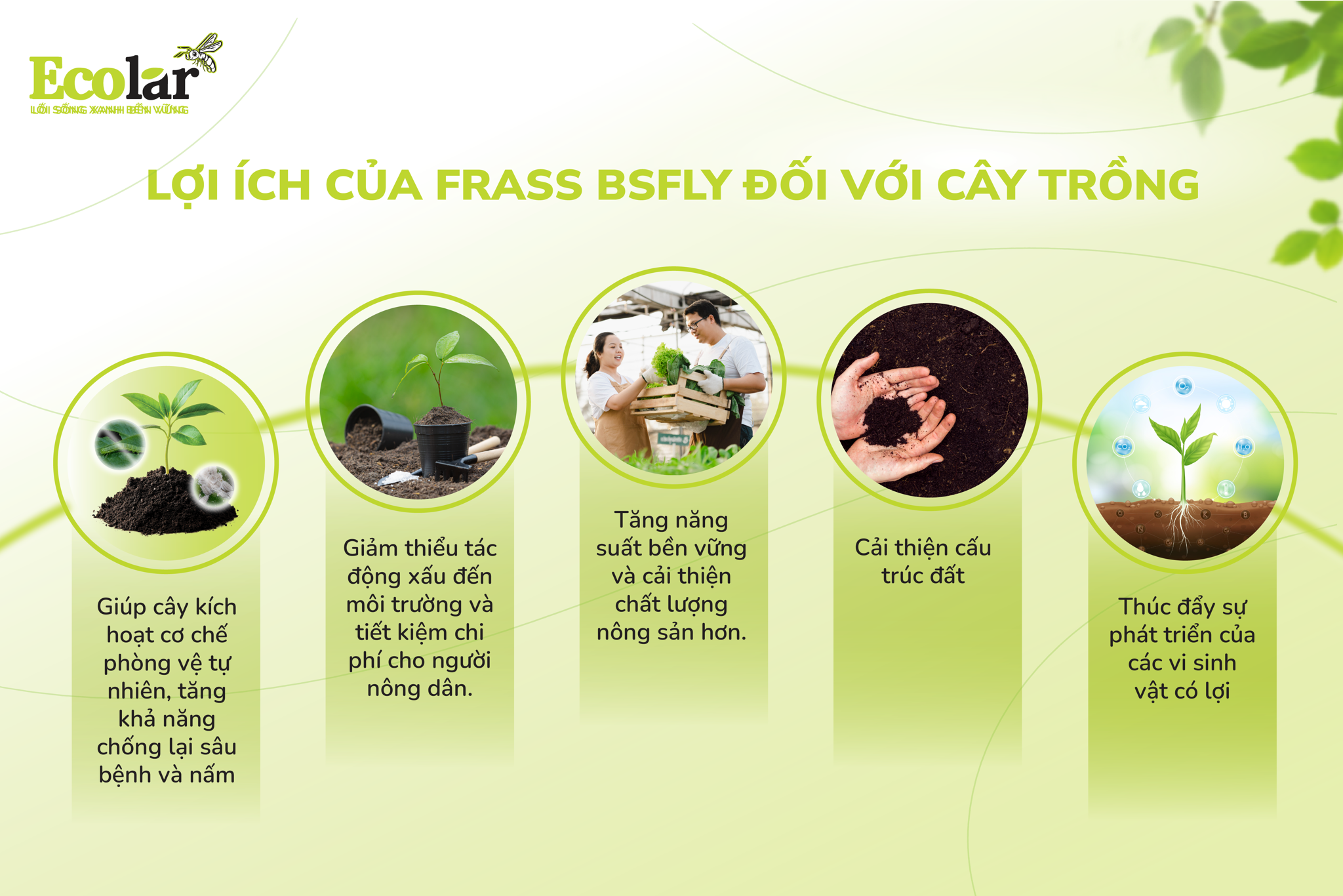 lợi ích của frass