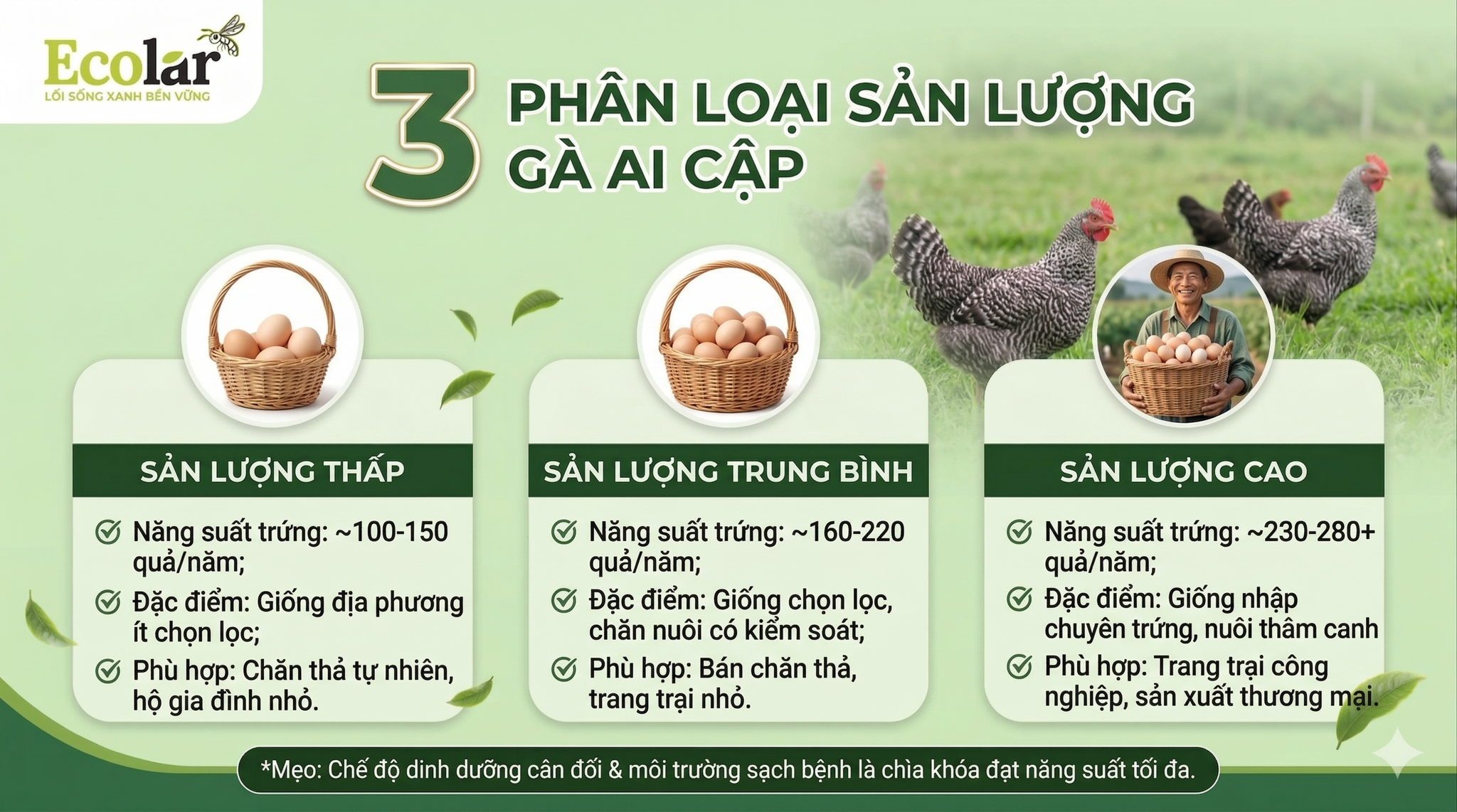 Dải sản lượng phổ biến của Gà Ai Cập (thấp – trung bình – cao)