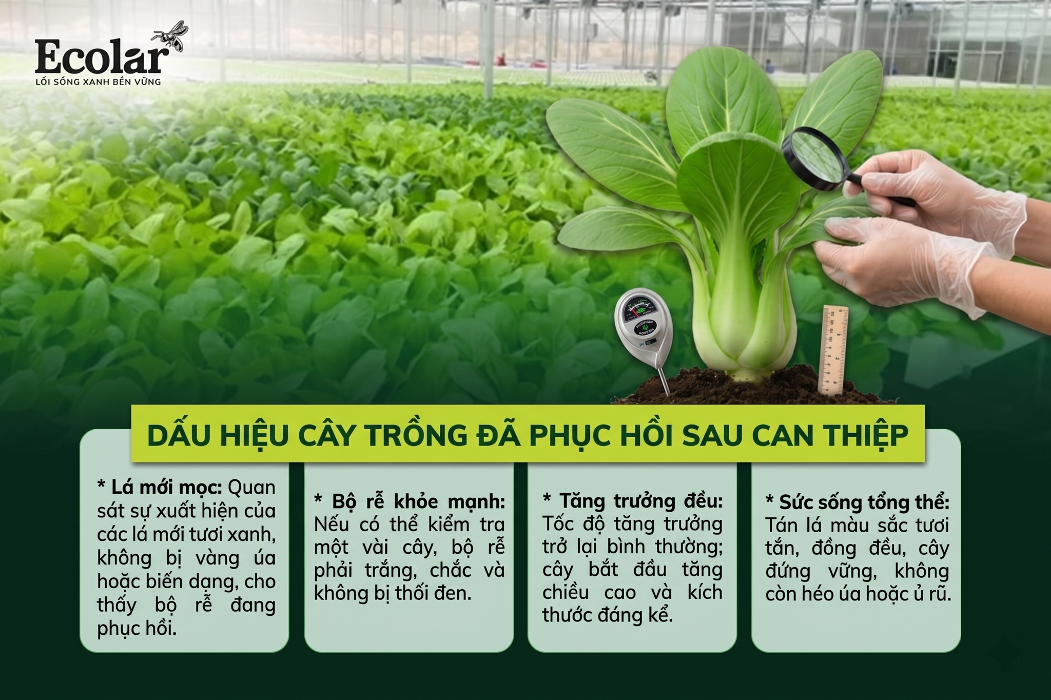 Theo dõi hậu can thiệp và dấu hiệu cho thấy vấn đề đã được khắc phục