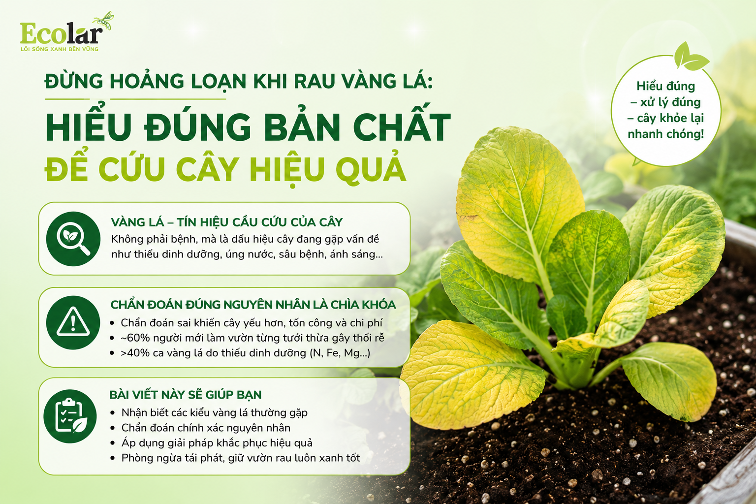 Đừng Hoảng Loạn Khi Rau Vàng Lá: Hiểu Đúng Bản Chất Để Cứu Cây Hiệu Quả