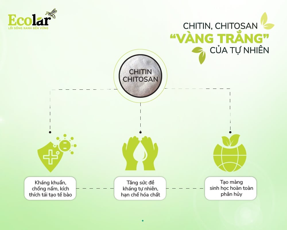 chitin-chitosan-vang-trang-cua-tu-nhien