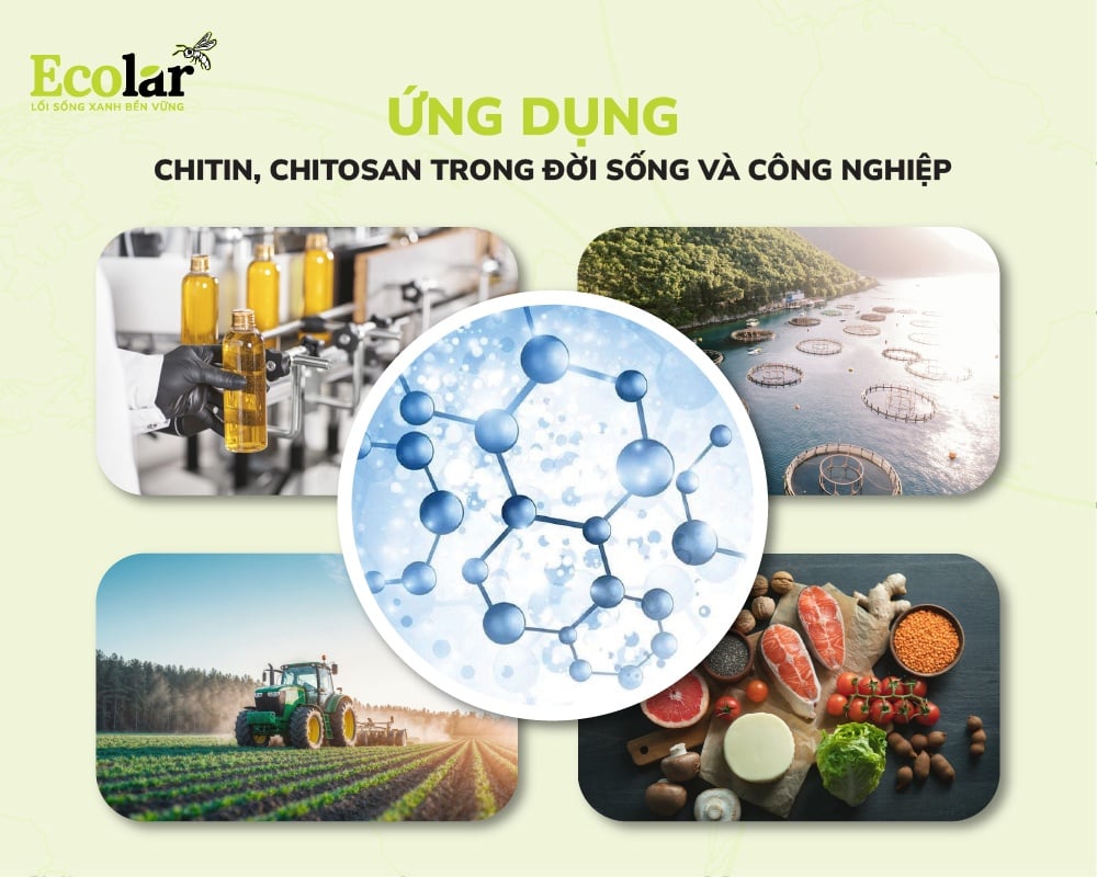 ung-dung-chitin-chitosan-trong-doi-song-va-cong-nghiep0