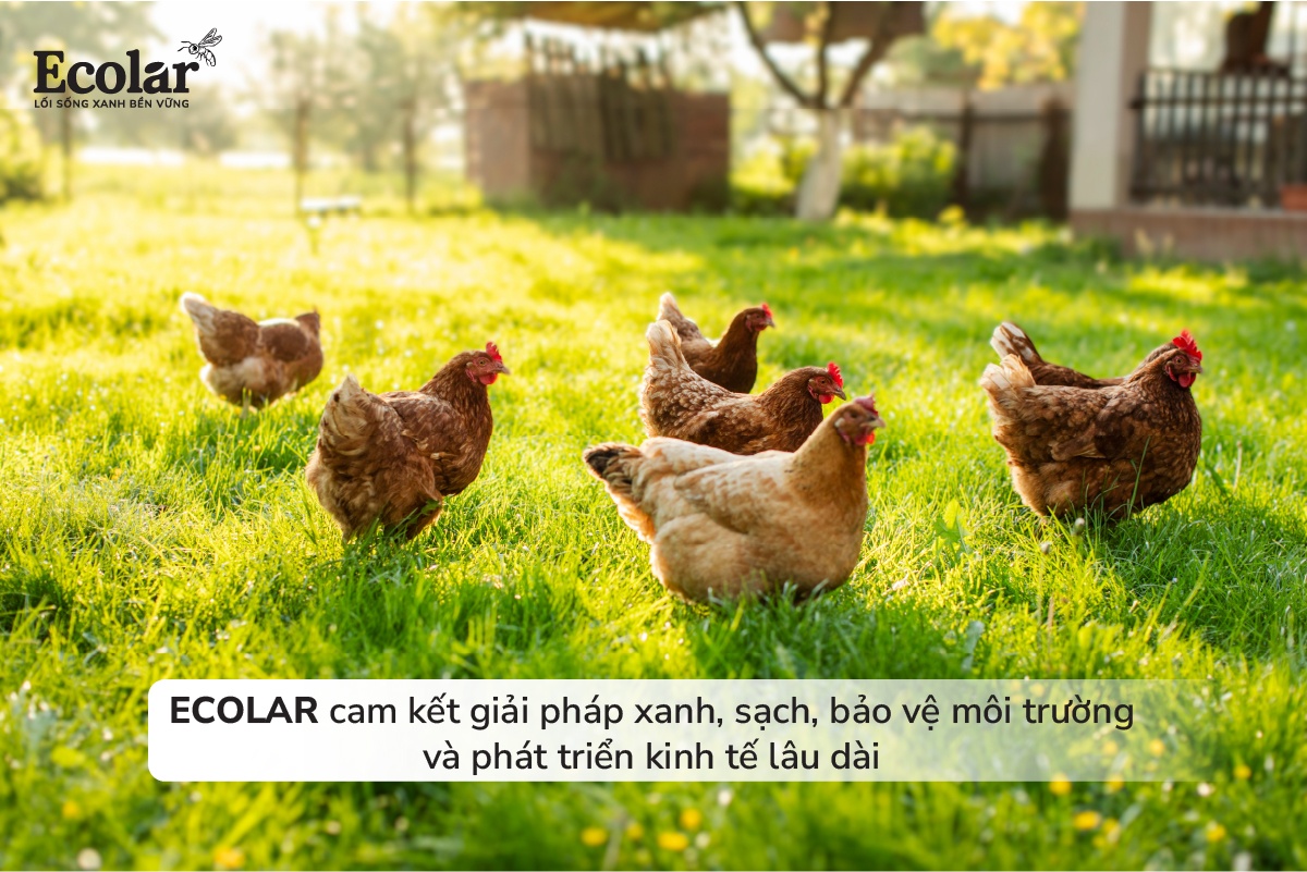 Nuôi ruồi lính đen cho gà ăn không chỉ là sự lựa chọn về dinh dưỡng, mà còn là cam kết với một tương lai bền vững