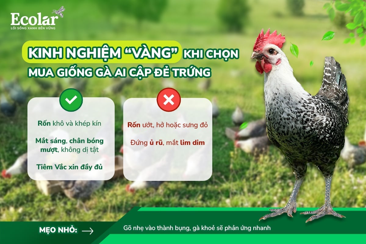 gà ai cập