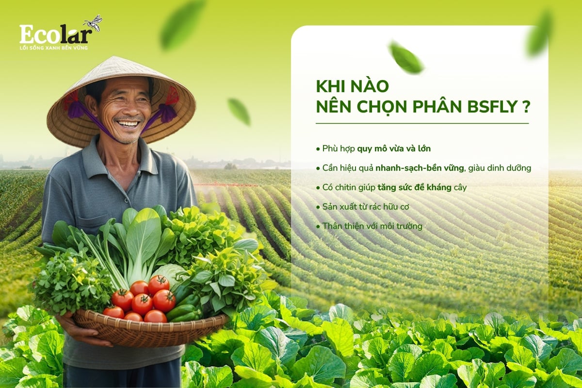 Khi nào nên chọn phân BSFly?