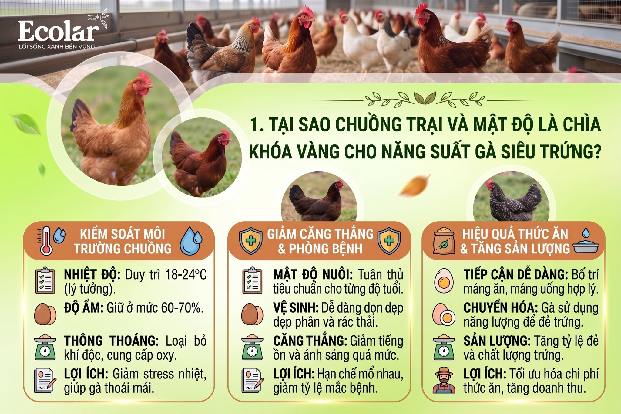 Tại Sao Chuồng Trại và Mật Độ Là Chìa Khóa Vàng Cho Năng Suất Gà Siêu Trứng?