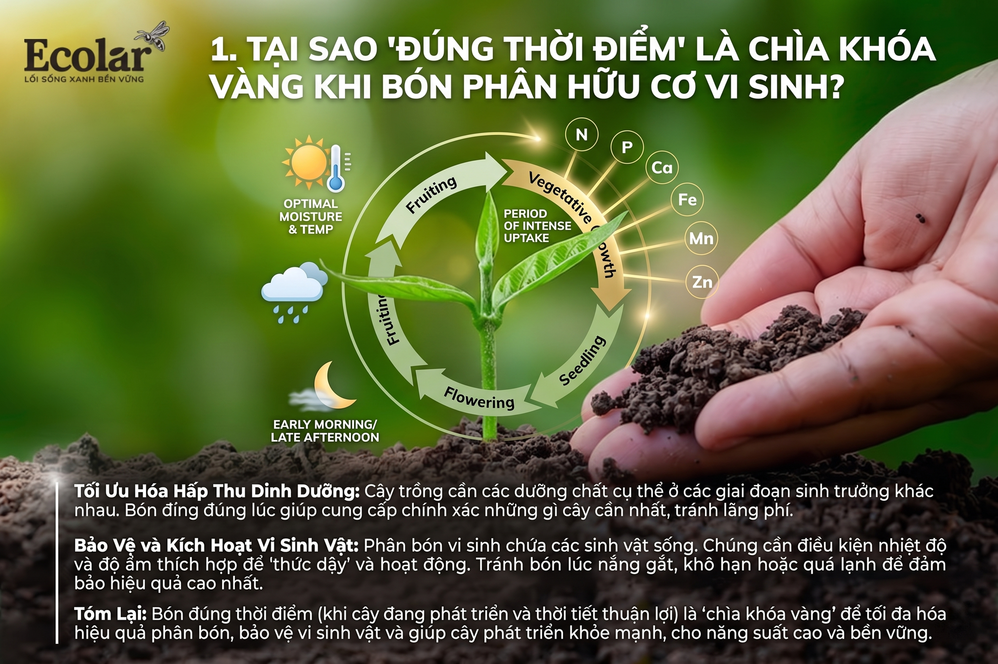 Khi Nào Nên Bón Phân Hữu Cơ Vi Sinh? Hướng Dẫn 4 Thời Điểm Vàng