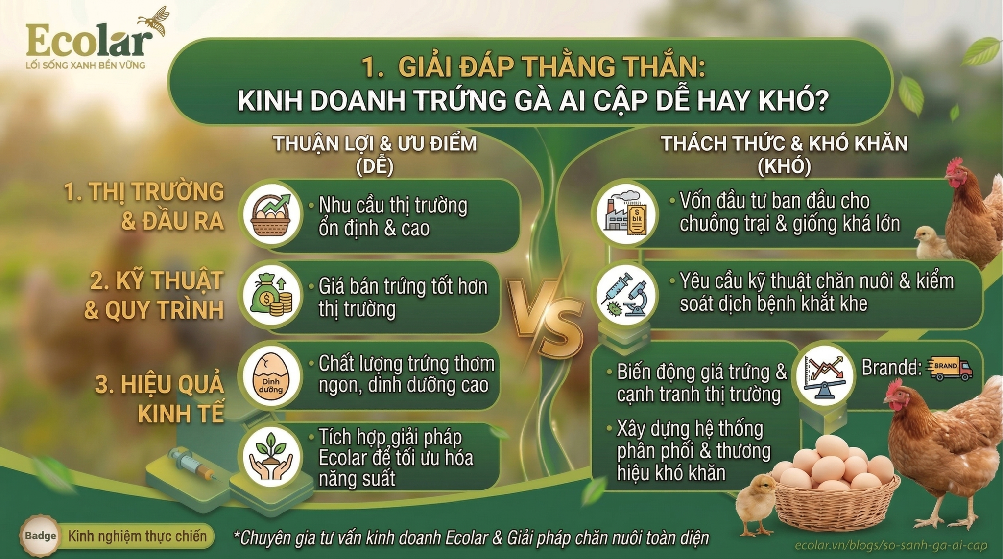 Kinh Doanh Trứng Gà Ai Cập Dễ Hay Khó?