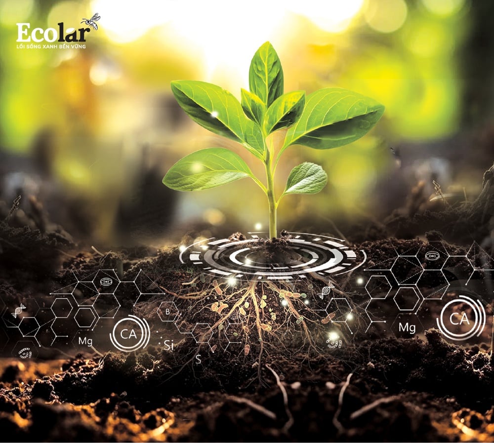 Điều gì làm Mạch Đất Ecolar trở nên đặc biệt đến vậy?