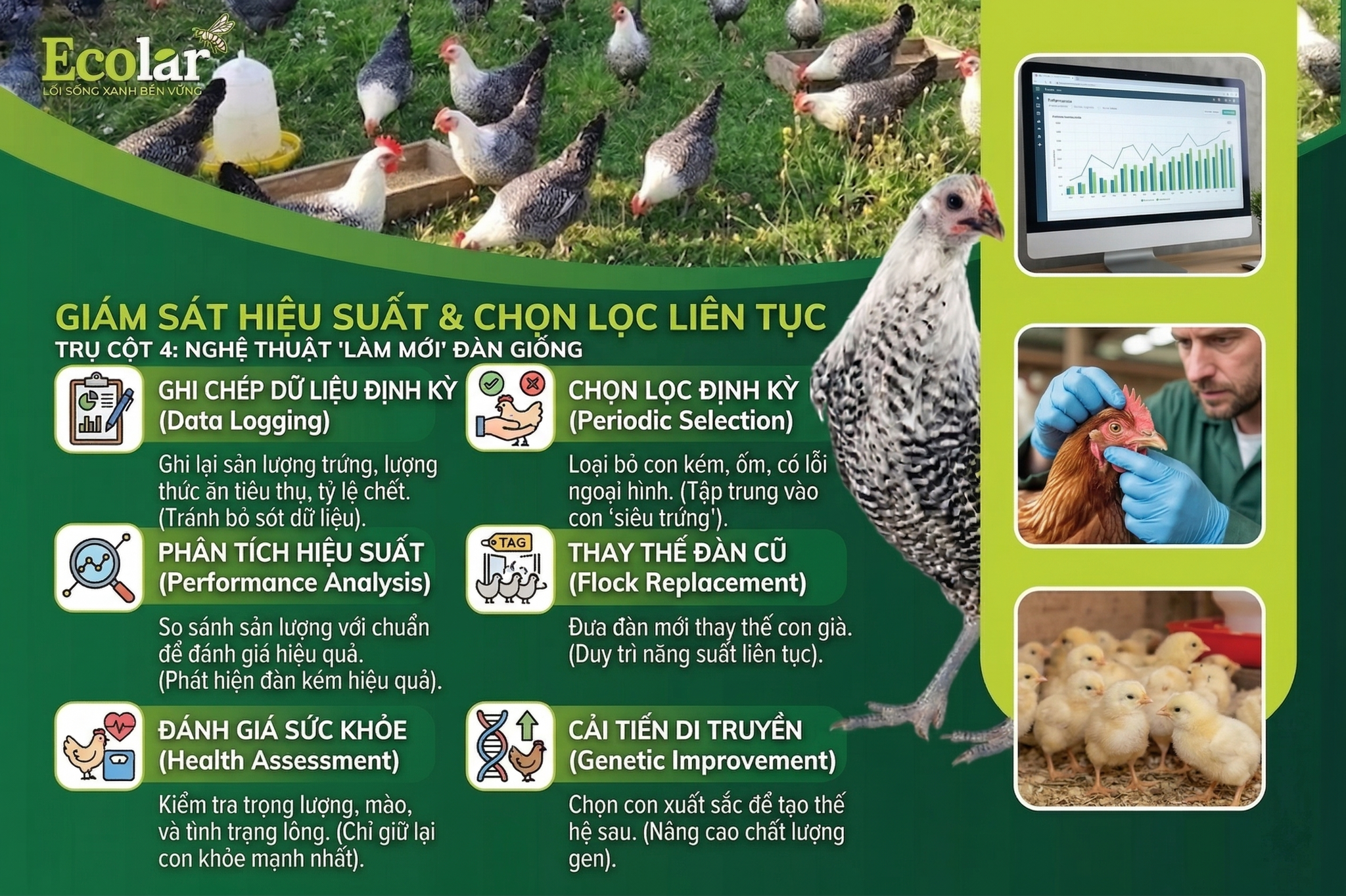 Giám Sát Hiệu Suất & Chọn Lọc Liên Tục - Nghệ Thuật 'Làm Mới' Đàn Giống