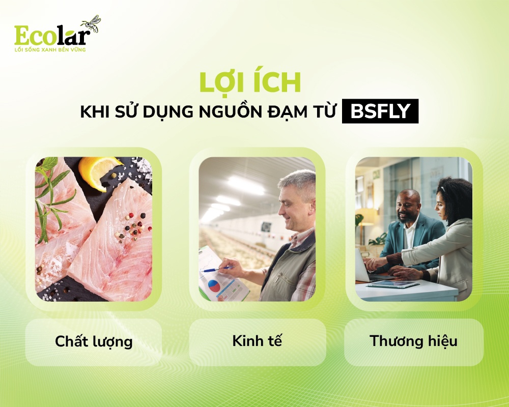 loi-ich-khi-su-dung-nguon-dam-tu-BSFL