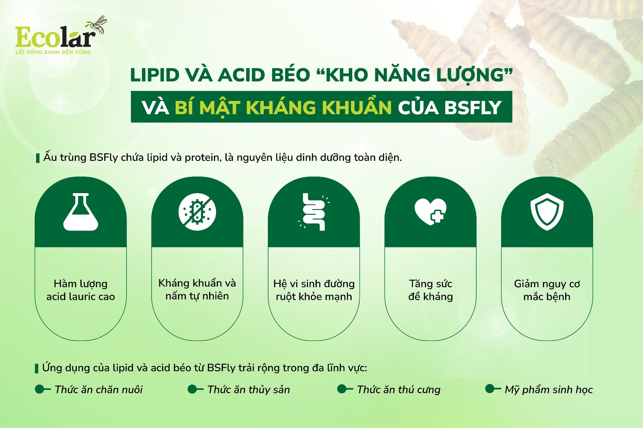 lipid và axit béo từ BSFLY