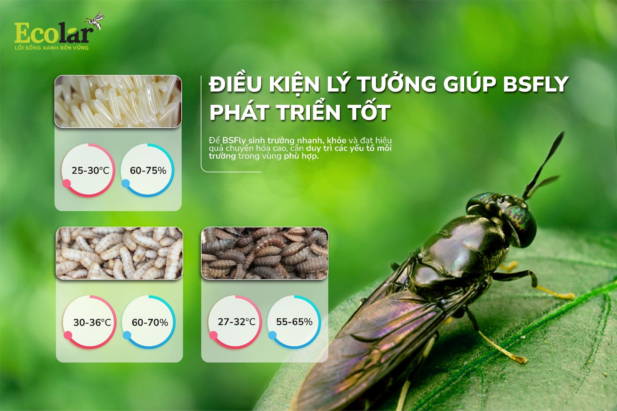 dieu-kien-ly-tuong-giup-bsfly-phat-trien-tot-01
