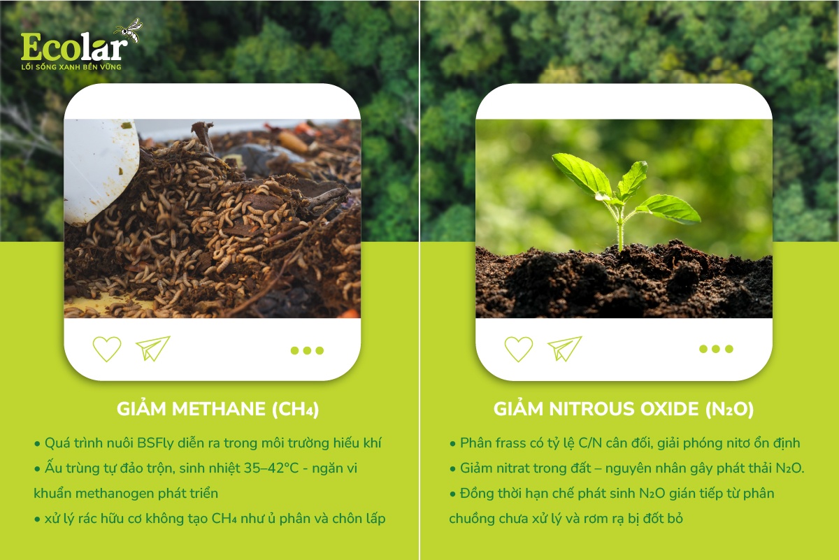 BSFly và khả năng cắt giảm phát thải CH₄, N₂O trong nông nghiệp