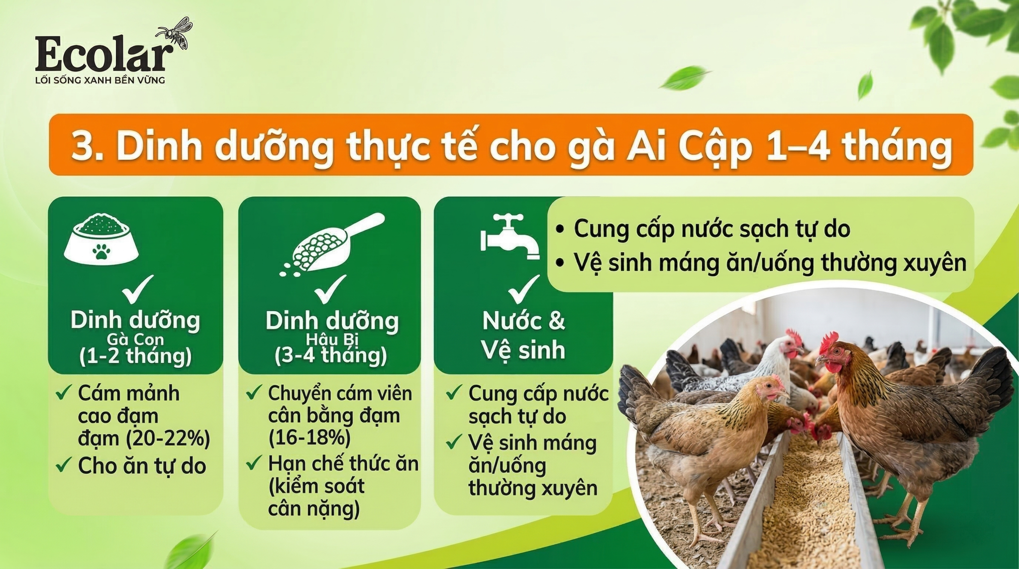 Dinh dưỡng thực tế cho gà Ai Cập 1–4 tháng